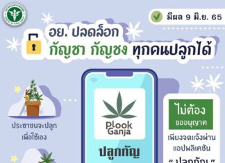 ปลดล็อก พรุ่งนี้! 9 มิ.ย. ปชช. ปลูก – เสพ – จำหน่าย “กัญชา – กัญชง” ได้แล้ว