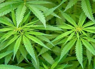 อย. เข้มฉลากสินค้าผสมกัญชากัญชง ต้องมีข้อความเตือน