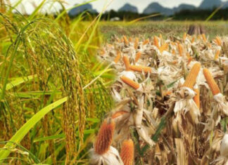 ธ.ก.ส. ชวนเกษตรกรร่วมโครงการประกันภัยข้าวนาปี – ข้าวโพดเลี้ยงสัตว์ ปี 65