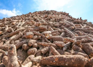 รัฐบาลปลื้มส่งออกมันสำปะหลังครึ่งปีแรก 6.7 ล้านตัน 8.2 หมื่นล้านบาท ลุ้นทั้งปีทำสถิติสูงสุดใหม่