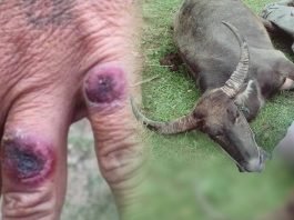 กรมปศุสัตว์พบ “โรคแอนแทรกซ์” ในลาว ยกระดับมาตรการเฝ้าระวังป้องกันโรค