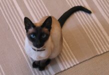 ครม.เห็นชอบ “แมวไทย” เป็นเอกลักษณ์ประจำชาติ ประเภทสัตว์เลี้ยง