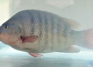 ขึ้นทะเบียน “ปลานิลสายน้ำไหลเบตง” สินค้า GI ลำดับที่ 6 ของจังหวัดยะลา